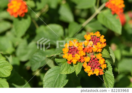 Bluebonnet flowers blooming toward the blue sky in autumn Bluebonnet flowers blooming toward the blue sky in autumn 82283968
