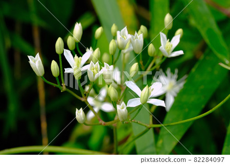 Clematis bud 82284097
