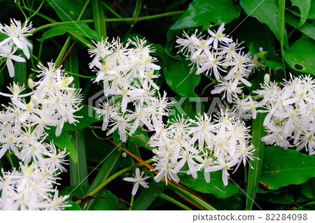The Clematis whose hair on the fruit is reminiscent of the beard of a hermit The Clematis whose hair on the fruit is reminiscent of the beard of a hermit 82284098