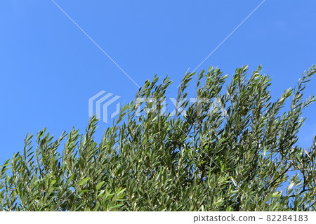 Bluebonnet flowers blooming toward the blue sky in autumn 82284183