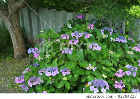 Hydrangea of Kannonji Hydrangea of Kannonji 82284228