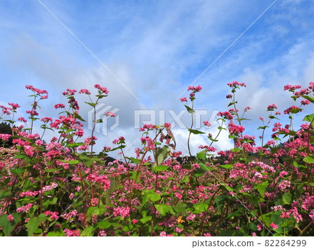 紅色蕎麥領域 82284299