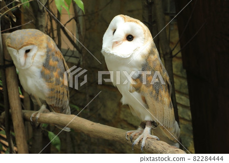 倉owl 倉owl 82284444
