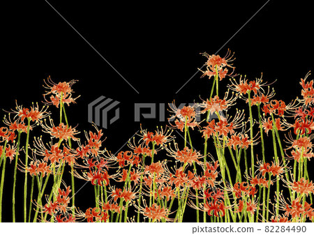 Cluster amaryllis on a black background Higanbana Manju Saka [Hand-painted watercolor] Black back copy space available 82284490