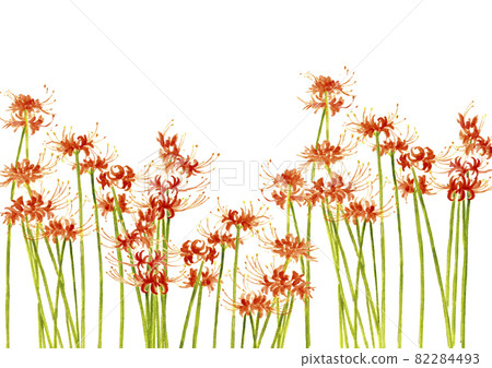 簇狀孤挺花 Higanbana Manju Saka [手繪水彩] 白色背景 可用複制空間 82284493