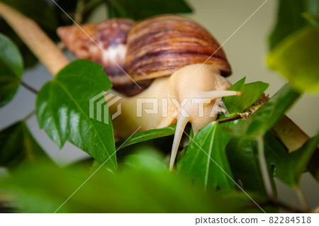 A large white snail sits on a branch of a plant. Close-up 82284518