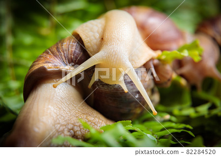 A large white snail with small snails is crawling along the branches of the plant. 82284520