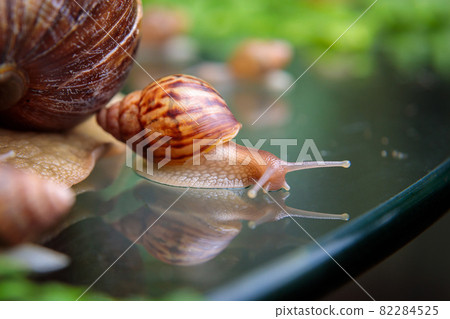 A large white snail crawls across the glass table, wiggling its antennae. 82284525