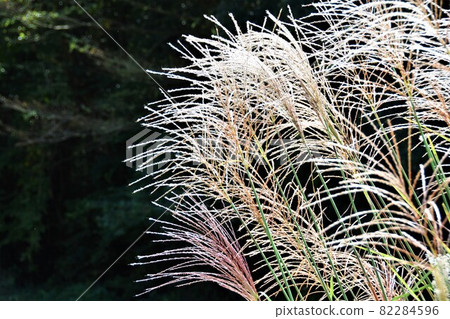 Autumn scenery Japanese pampas grass Autumn scenery Japanese pampas grass 82284596