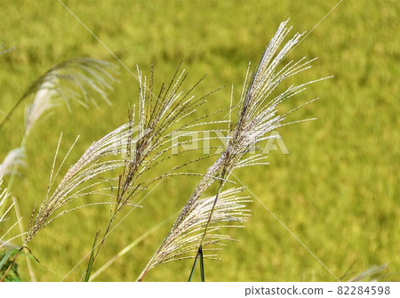 Autumn landscape Autumn landscape 82284598