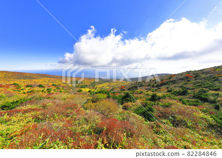 Hallasan, Autumn, Maple, Fallen Leaves, Maple Tree, Lava, Climbing, Travel, Yeongsil Course 82284846