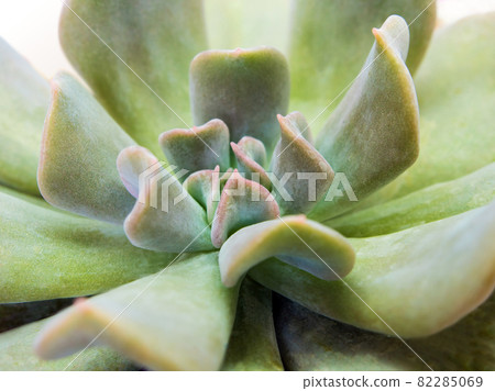 Succulent plant close-up fresh leaves detail of Echeveria Topsy Turvy 82285069