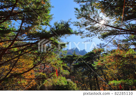 Hallasan, Maple, Autumn, Maple Leaf, Fallen Leaves, Fall, Mountain, Climb, Maple Tree, 82285110