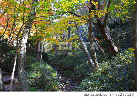 Hallasan, Maple, Autumn, Maple Leaf, Fallen Leaves, Fall, Mountain, Climb, Maple Tree, 82285120