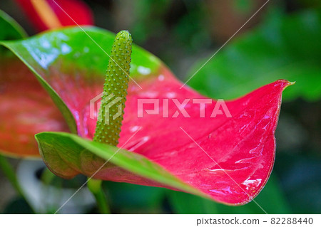 Anthurium 82288440