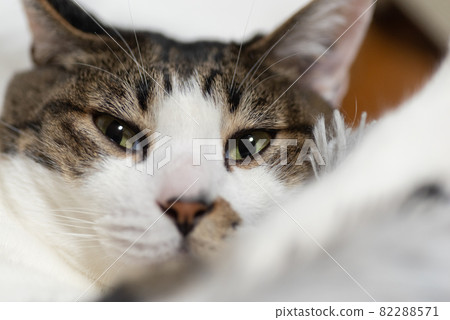 A cat staring at a pheasant cat 82288571