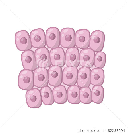 Cell of human organism. Layer of epidermis. Cell of human organism. Layer of epidermis. 82288694