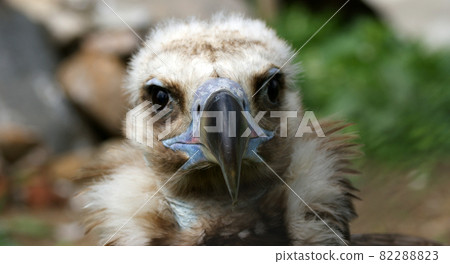 Large image Griffin Vulture (Gyps fulvus), zoo, Moscow, Russia 82288823