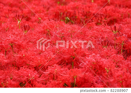 Cluster amaryllis in September 2021 ⑤ 82288907