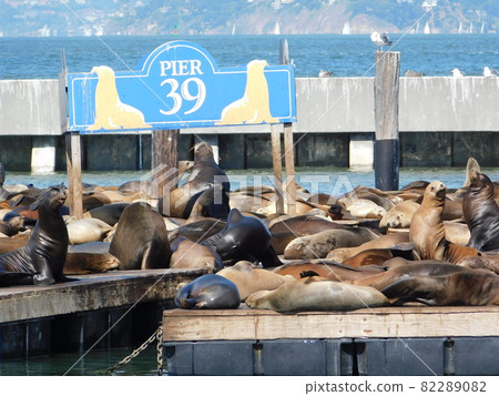 Wild seals in San Francisco harbor 82289082