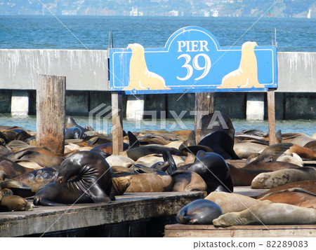 Wild seals in San Francisco harbor 82289083