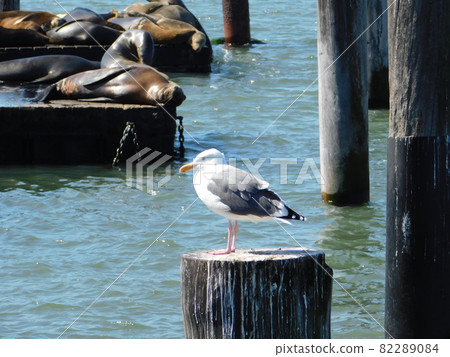 Wild seals and seagulls on Pier 39 82289084