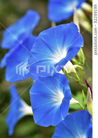 西方牽牛花 西方牽牛花 82289199