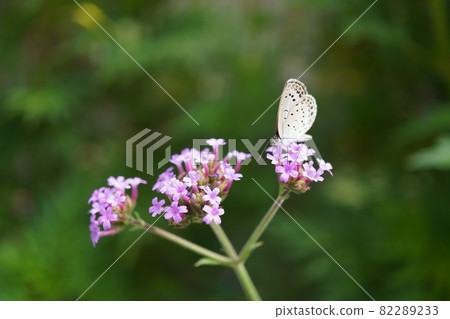 Shijimi butterfly sucking verbena nectar 82289233