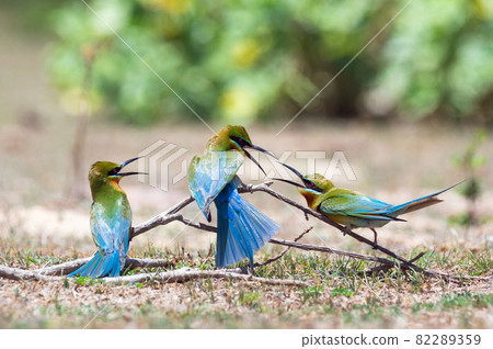 Bird lovers Phetchaburi. Bird lovers Phetchaburi. 82289359