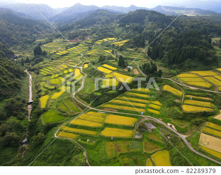 Rice terraces in Shikamura (before rice harvesting) 82289379