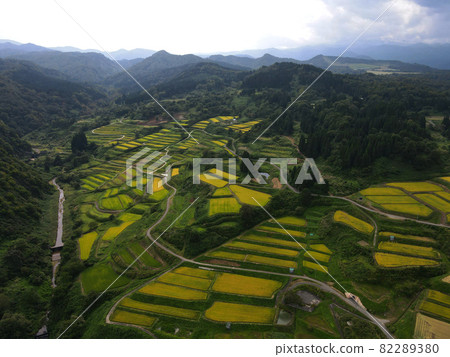 Rice terraces in Shikamura (before rice harvesting) 82289380
