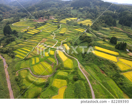 Rice terraces in Shikamura (before rice harvesting) Rice terraces in Shikamura (before rice harvesting) 82289393