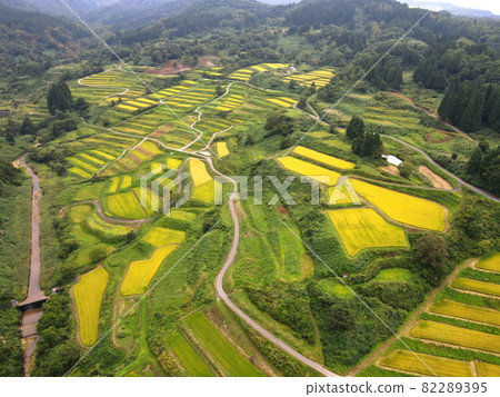 鹿村的梯田(收割前) 鹿村的梯田(收割前) 82289395