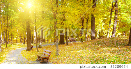 A wooden bench under the red, orange and yellow beech trees in the park. Wide photo. A wooden bench under the red, orange and yellow beech trees in the park. Wide photo. 82289654