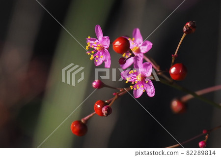 The waterleaf found on the roadside is a rare flower that only blooms for about 3 hours in the afternoon. The waterleaf found on the roadside is a rare flower that only blooms for about 3 hours in the afternoon. 82289814