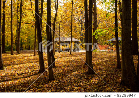 autumn park on a sunny fine day. gazebos in the autumn forest in the sun autumn park on a sunny fine day. gazebos in the autumn forest in the sun 82289947