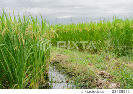 Rice ears and waterways before harvesting Rice ears and waterways before harvesting 82289951