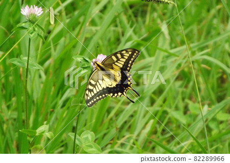 Smoked flower honey Smoked flower honey 82289966