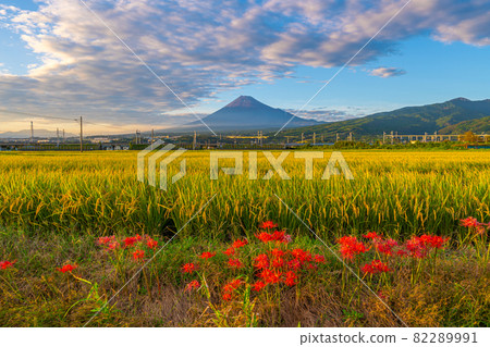 富士山秋景稻穗和石柱花 82289991