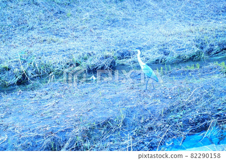 彩色川部水部佐木水禽（2021年9月註冊） 82290158