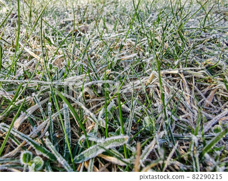 grass covered with frost close-up 82290215