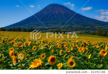 二世谷羊蹄山和向日葵 82291186