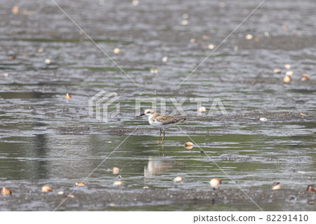 Greater sand plover looking for food on tidal flats 82291410