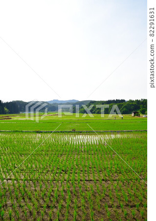 Spring countryside (Niigata) 82291631