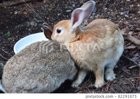 Two rabbits snuggling up Two rabbits snuggling up 82291873
