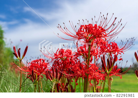 Cluster amaryllis on the Karigane embankment in Fuji City 82291981