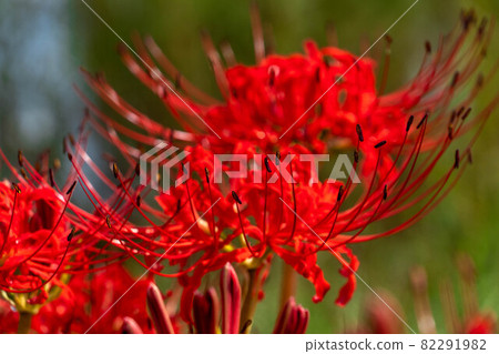 富士市 Karigane 堤岸上的叢生孤挺花 82291982