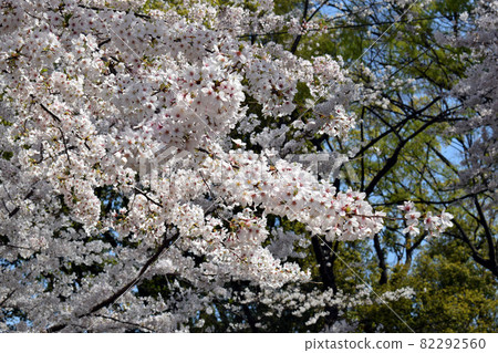 Cherry blossoms 82292560