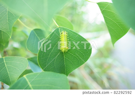 Monema flavescens (Hirohelia lepida) Monema flavescens (Hirohelia lepida) 82292592