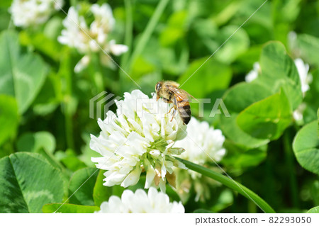 Bee and white clover 82293050